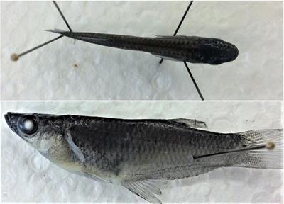 Predator Environment Does Not Predict Life History in the Morphologically Constrained Fish Alfaro cultratus (Cyprinodontiformes: Poeciliidae)